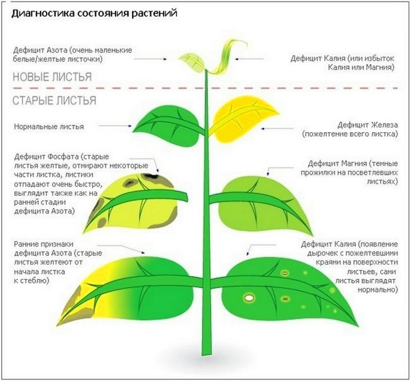признаки нехватки магния у томатов